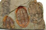 Three Colorful Asaphid Trilobites With Pos/Neg - Fezouata Formation #353361-3